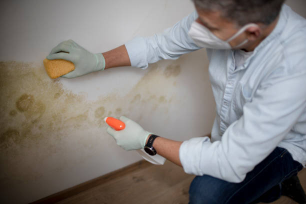 Mold Removal Process in Rangely, CO